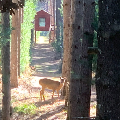 Deer on the resort.